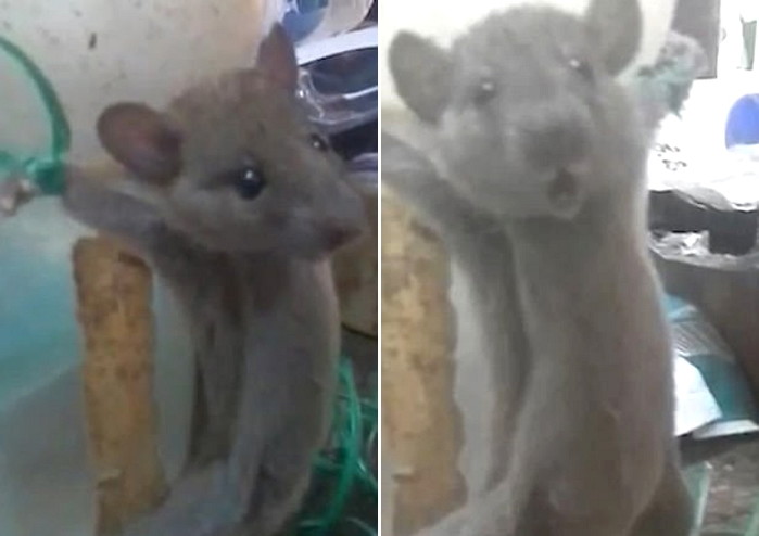 배고파 음식 훔치다 주인에게 잡혀 병에 묶인 채 ‘고문’당한 쥐 (영상)