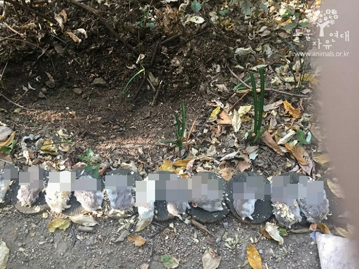 시끄럽다는 이유로 햄스터 11마리 펜치로 목잘라 죽인 남성