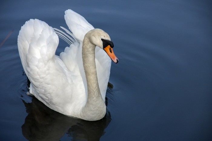 These Animals Might Be Darn Cute But When You Encounter Them In