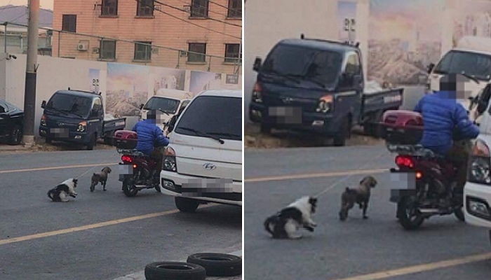 오토바이에 강아지 두 마리 줄로 묶어 질질 끌고 다닌 할아버지