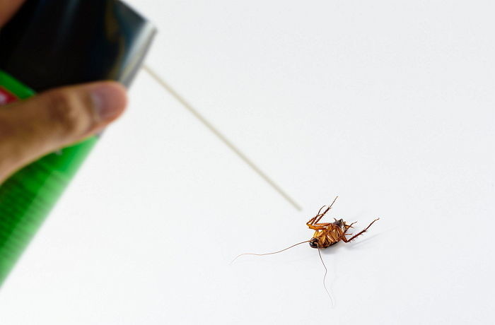 바퀴벌레는 머리가 잘려도 한 달 동안 생존할 수 있다