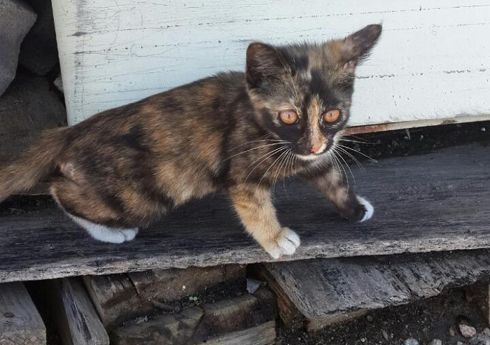 다리 한쪽 썩어가는 길냥이 위해 ‘100만원’ 들여 수술해준 ‘천사 시민’