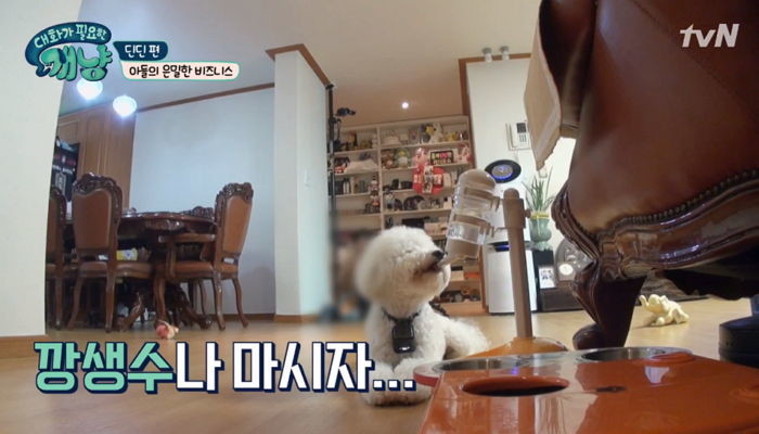 우리집에 있는 ‘강아지 급수대’가 반려견을 괴롭히고 있다