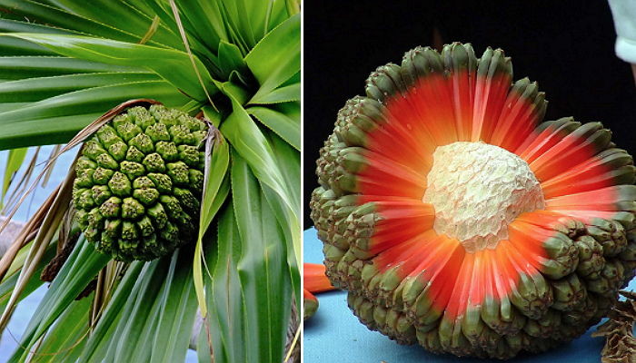 ‘지구’를 닮은 신기한 모양의 열대 과일이 발견됐다