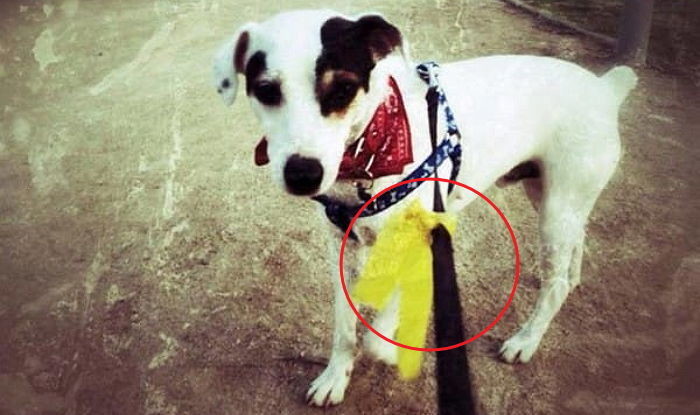 우리 집 댕댕이가 사납다면 입마개와 ‘노란색 리본’을 함께 해야 하는 이유