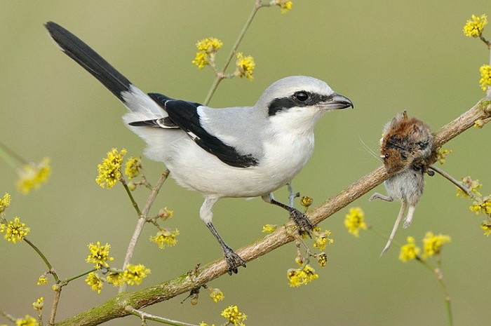 귀여운 외모와 달리 먹잇감 ‘꼬치’에 꿰어 죽이는 때까치