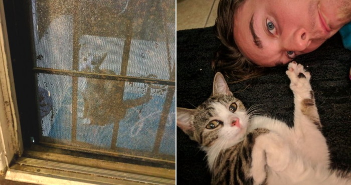 “여기서 살아도 되냥?”···집앞까지 쫓아와 ‘강제 집사’ 요구한 고양이