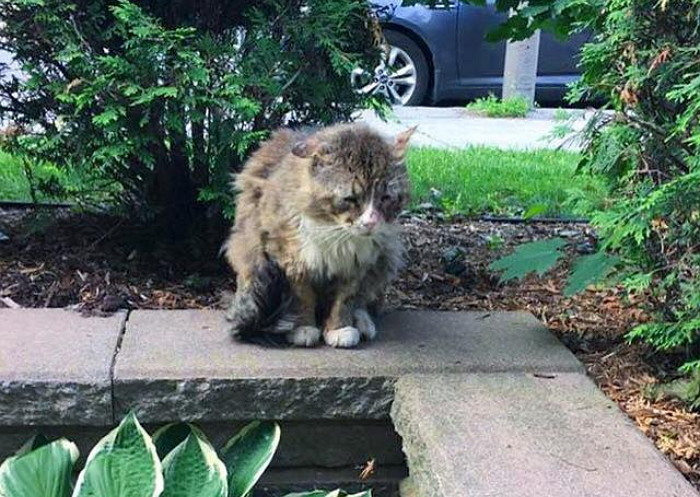 아사 직전 ‘길고양이’는 자신을 도와줄 사람을 하염없이 기다렸다