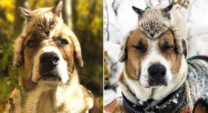 “머리띠 아니고 고양이다옹” 하이킹 함께 즐기는 ‘개냥이’ 커플