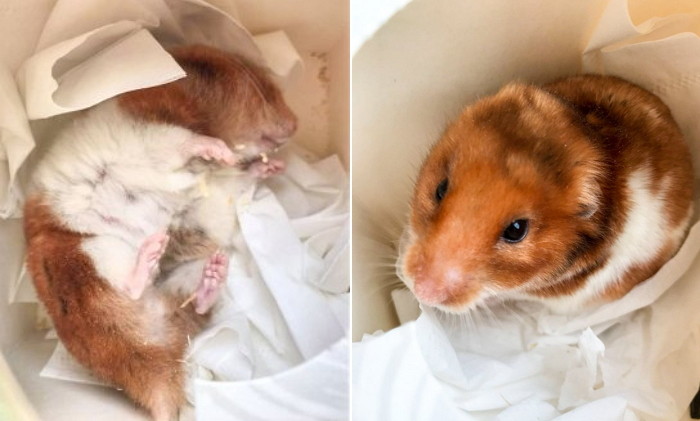 “죽은 줄 알았던 우리 집 ‘햄찌’가 알고 보니 ‘겨울잠’을 자고 있었습니다”