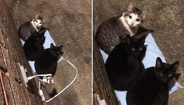 “집앞에 ‘전기장판’ 설치하자 길고양이들이 옹기종기 모여 들었어요”