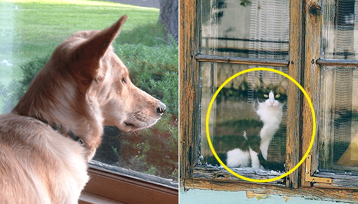 첫눈에 반한 ‘옆집’ 고양이 보고싶어 하루 종일 ‘창문’만 바라보는 댕댕이