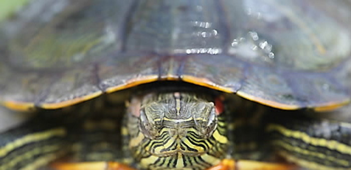 ‘생태 교란’ 뉴트리아 겨우 잡아냈더니 이젠 ‘붉은귀거북’ 확산