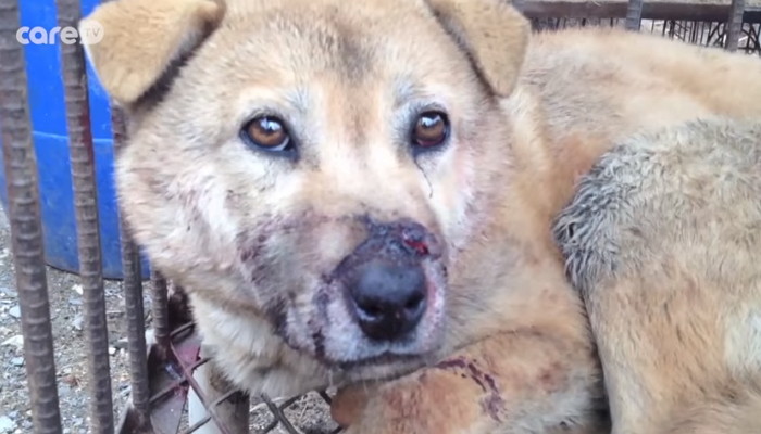 “쇠파이프로 맞고 산 채로 불태워지고”…미국인이 촬영한 한국 ‘개농장’ 실태