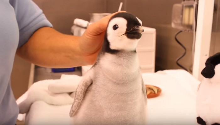 밥 챙겨준 엄마에게 감사하다며 배꼽 인사 하는 ‘아기 황제펭귄’ (영상)