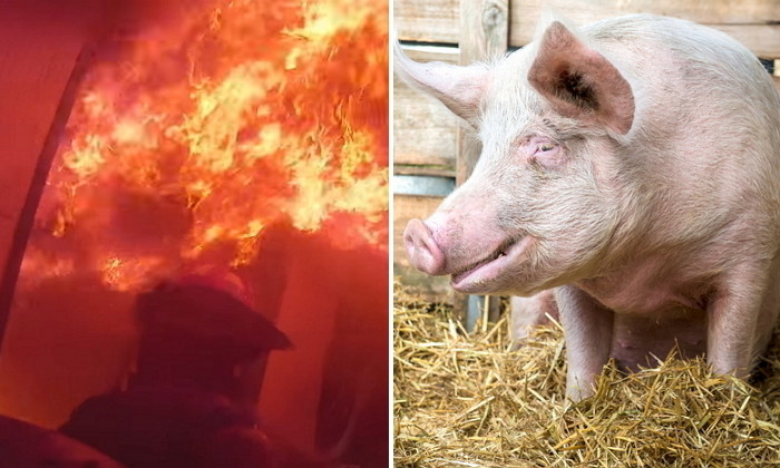 충남 ‘돼지농장’서 화재로 돼지 ‘1천마리’ 불에 타 죽었다