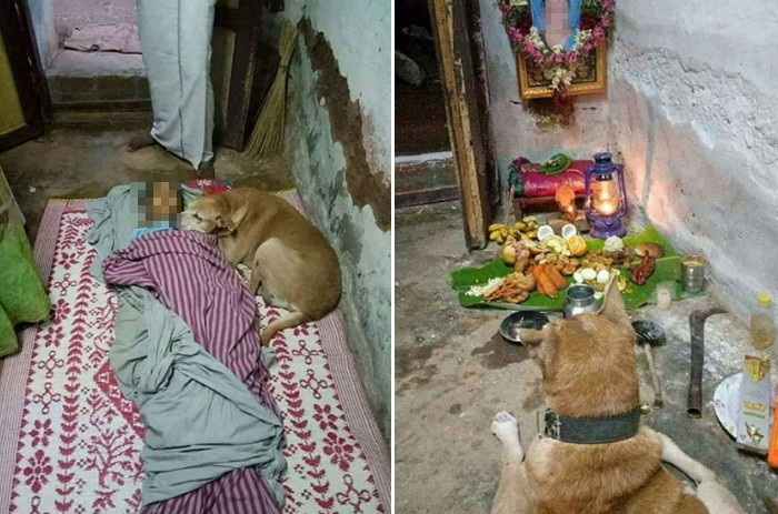 사랑하는 주인이 죽자 식음 전폐하고 ‘22일’ 뒤 따라 죽은 강아지