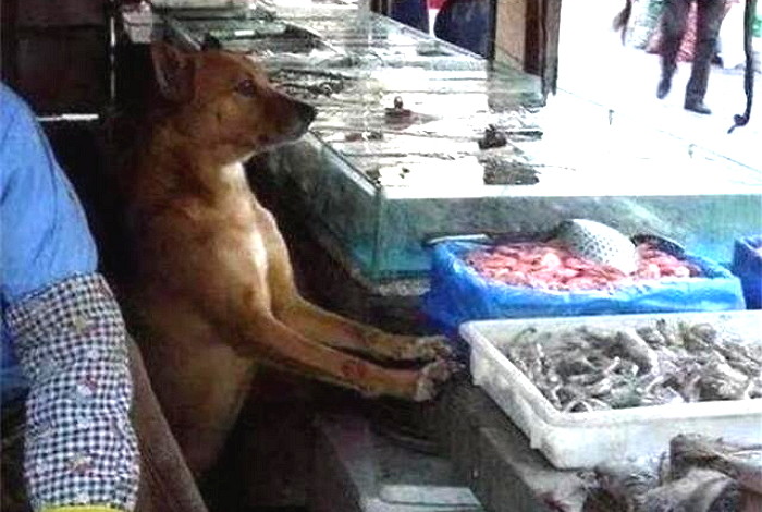 목숨 구해준 생선가게 주인 찾아와 매일 보초 서는 댕댕이