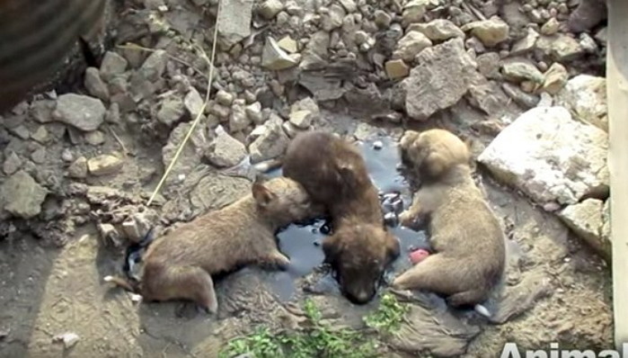 독성 ‘타르 웅덩이’에 빠져 살려달라고 애원하던 강아지 (영상)