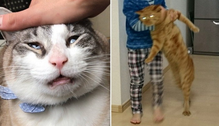 반려묘 사진 찍다 좌절한 집사들의 ‘망한 고양이’ 사진 12장