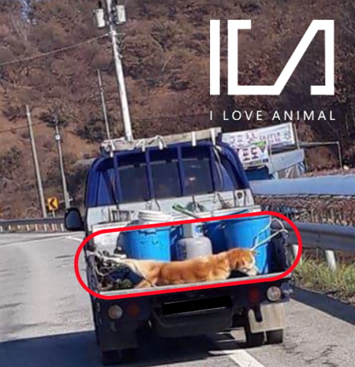 “강아지 트렁크에 묶어 끌고 가는 ‘악마 트럭’ 목격자를 찾습니다”