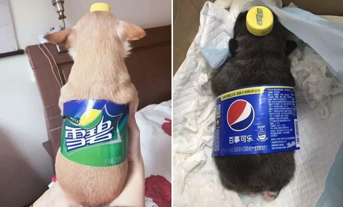 “댕댕이냐 음료수냐”…요즘 반려인들 사이에서 유행이라는 ‘댕료수’ 패션