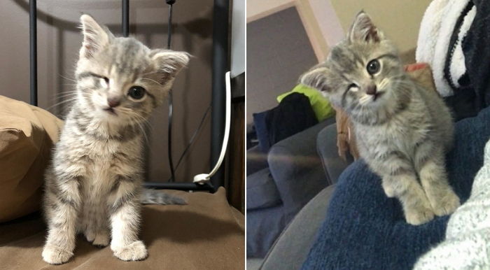 “내 윙크를 받아라”···한쪽 눈 없어도 귀여운 매력 뿜뿜하는 새끼 고양이