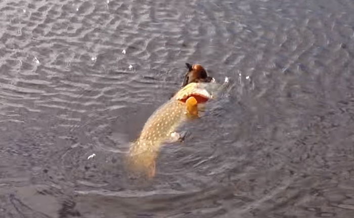 최대 포식자인 ‘괴물 물고기’가 날아다니는 새를 잡아먹는 순간 (영상)