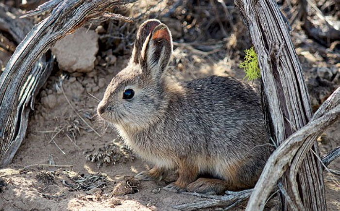 손에 쏙 담기는 초미니 사이즈 피그미 토끼의 ‘지구 뿌셔’ 비주얼 (영상)