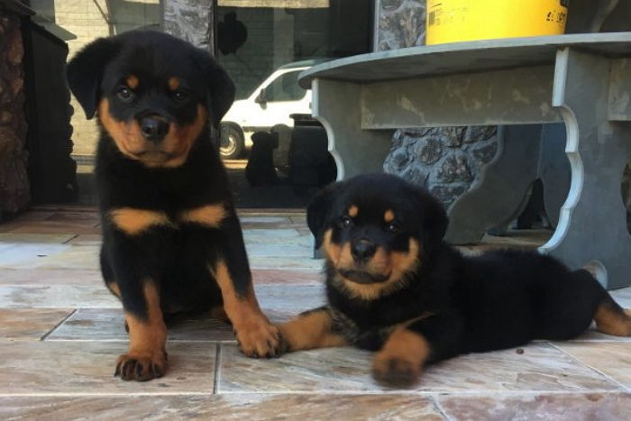 “우리 집 댕댕이 혓바닥이 온통 ‘핑크빛’으로 물들었어요”