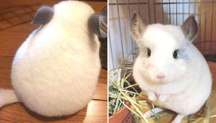 새하얀 ‘솜뭉치’ 같은 토실토실한 뒤태 자랑하는 ‘친칠라’