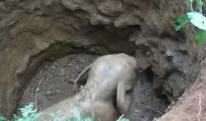 우물에 빠져 겁에 질린 아기 코끼리 발견하고 구조해준 마을 사람들 (영상)