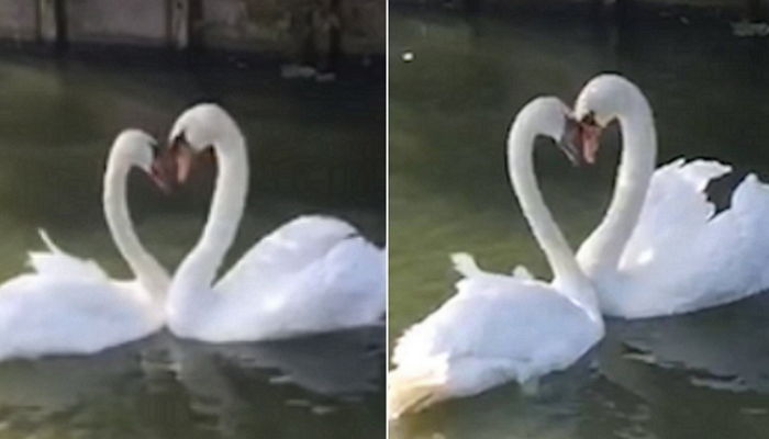 몇 주 만에 만난 남편과 하트(♡) 그리며 부비부비하는 ‘백조 커플’ (영상)