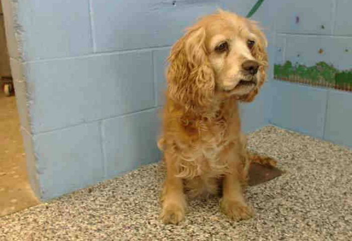 늙었다고 보호소에 버리고 떠나는 주인 바라보는 강아지의 슬픈 표정