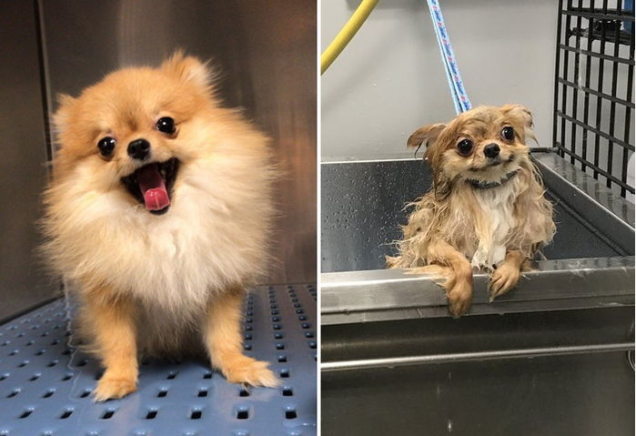 포메가 ‘털빨’이 아니어도 심쿵할 정도로 귀엽다는 증거