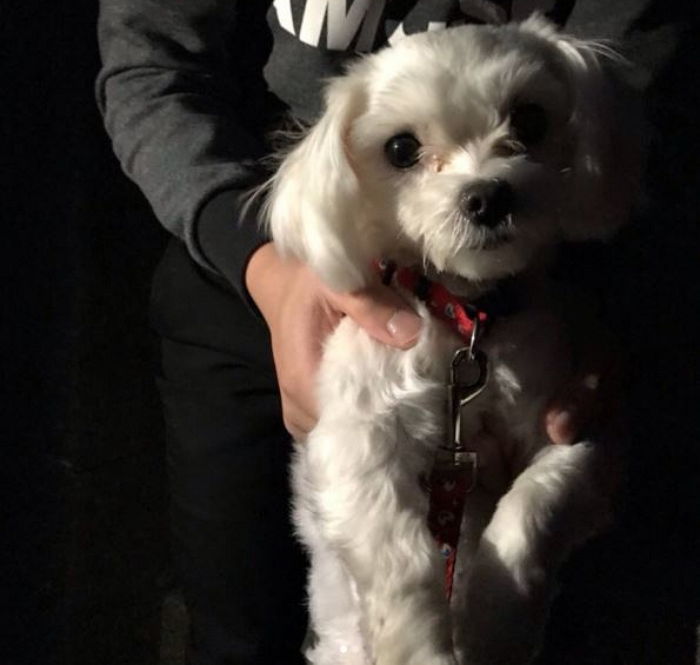 “누가 온몸이 꽁꽁 어는 추위에 이 작은 말티즈를 버렸을까요”