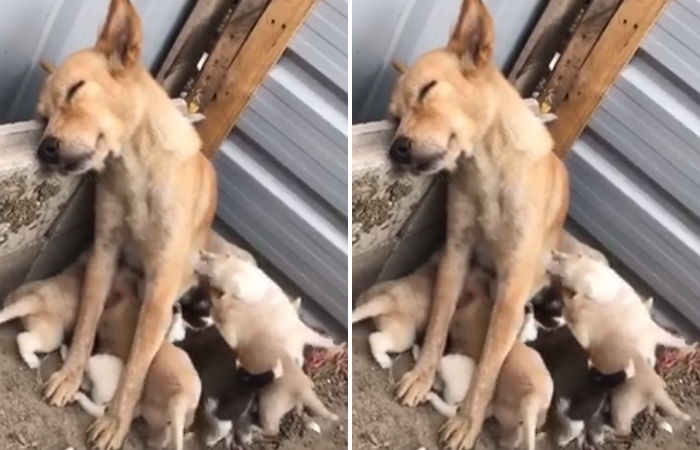 육아에 지쳐 ‘꾸벅꾸벅’ 졸면서도 새끼들 ‘젖먹이는’ 어미 강아지