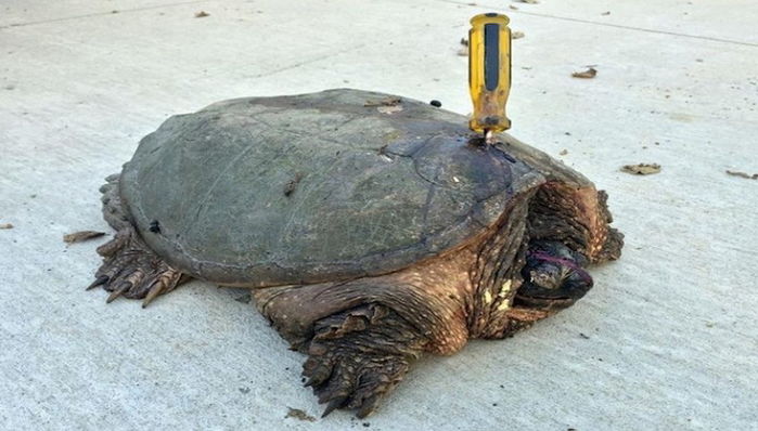 사람이 재미로 꽂은 ‘드라이버’가 등껍질을 통과해 고통에 발버둥 치는 ‘거북’