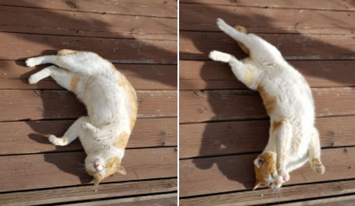 추운 겨울에도 밥 주는 아빠에게 고마워 ‘발라당’ 누워 애교 부리는 길냥이