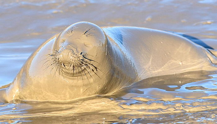 백옥 같은 피부 기대하며 ‘머드팩’하다 너무 신나 ‘윙크’하는 물개
