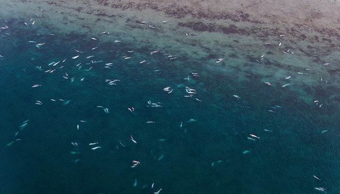 멸종위기 ‘벨루가’ 800마리가 떼로 이동하는 세상서 제일 ‘경이로운’ 순간 (영상)