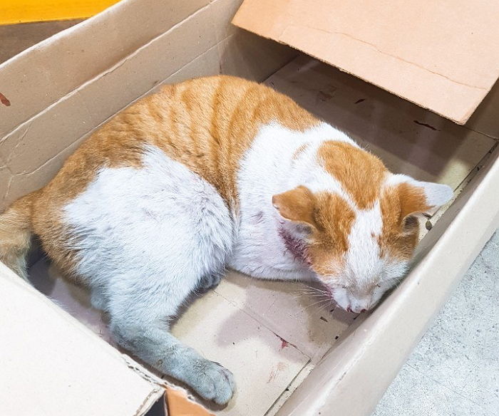 “쥐약 먹고 죽어가는 길고양이를 시민들의 후원금으로 살렸습니다”