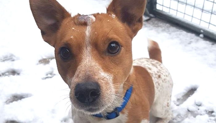 매일 같은 자리에 ‘담뱃불’ 지진 주인 학대에 ‘머리’ 다 타들어간 강아지