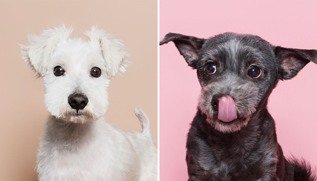 전국 랜선 ‘집사’들 대동단결 시킨 ‘유기견’ 살리는 ‘해피독 캠페인’