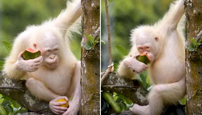 세상에서 단 ‘한 마리’뿐인 초희귀 동물 ‘알비노’ 오랑우탄 근황