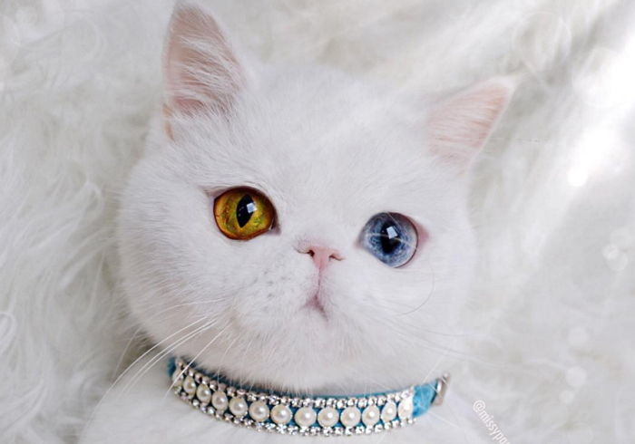 양쪽 눈에 두 개의 우주를 품은 신비로운 ‘오드아이’ 고양이 (영상)