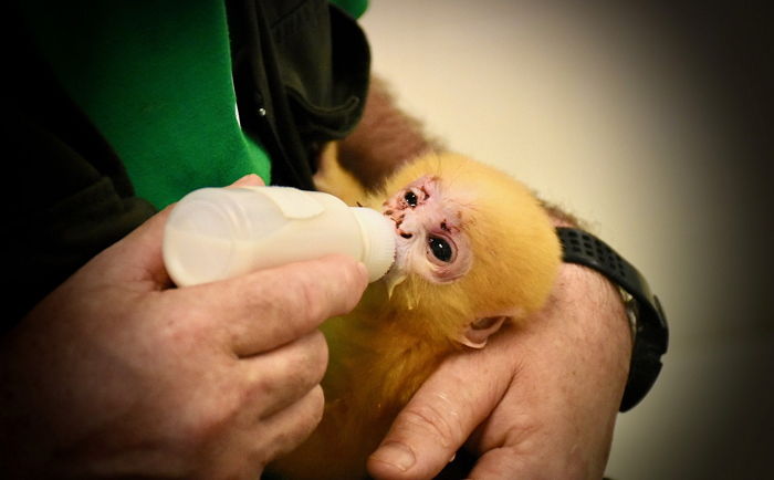 엄마의 죽음을 눈앞에서 목격한 후 인형을 놓지 못하는 아기 원숭이