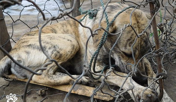 누군가의 소중한 가족인 ‘반려견’ 납치해 산 채로 도살해 파는 개장수들