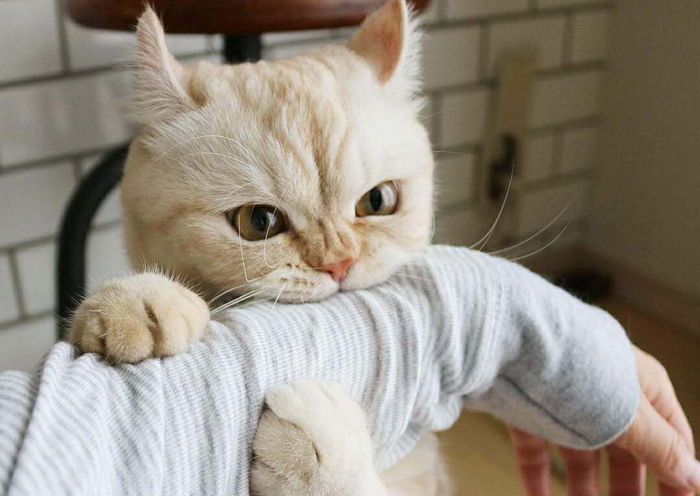 우리 집 냥냥이가 집사에게 아프다고 말했던 숨겨졌던 신호 6