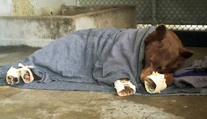 “집에 가고 싶어요” 산불로 ‘화상’ 입어 발바닥 빨갛게 타버린 아기곰